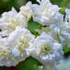 Jasmine