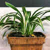 Spider Plant