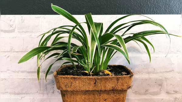 Spider Plant