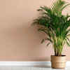 Areca Palm