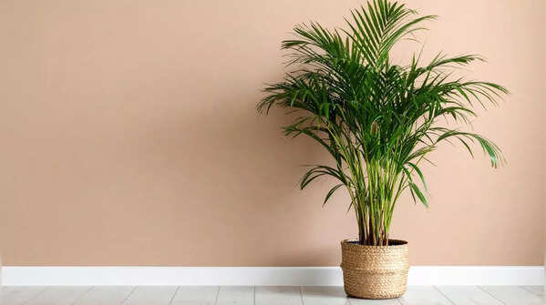 Areca Palm