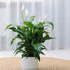 Peace Lily