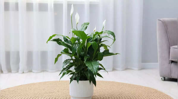 Peace Lily
