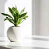 Snake Plant