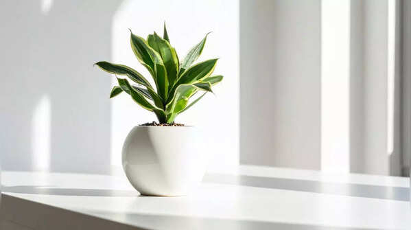 Snake Plant