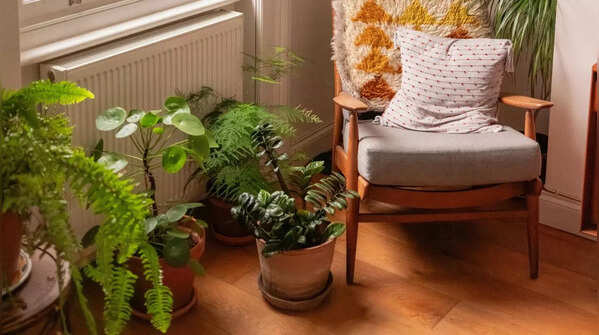 7 bedroom plants for better sleep and cleaner indoor air