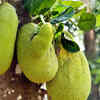 Jackfruit, India 