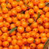 Article image for: Sea Buckthorn, <i class="tbold">ladakh</i>