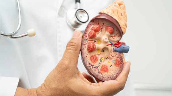 Dehydration quietly affects kidney function