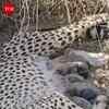 Article image for: Five New Cheetah Cubs Born At Kuno National Park Under Project Cheetah
