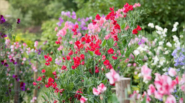 Sweet Pea