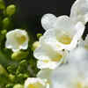 Freesia