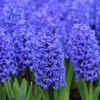 Hyacinth