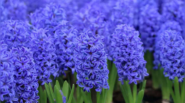 Hyacinth