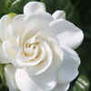 Gardenia