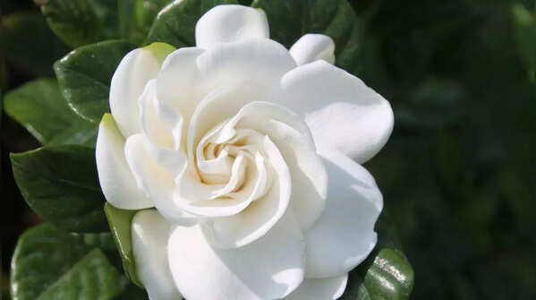 Gardenia