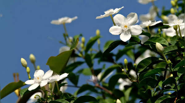 Jasmine