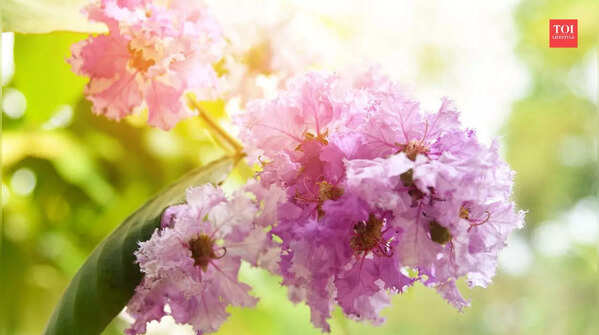6 beautiful and fragrant flowers that bloom in March