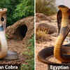 Article image for: Indian cobra vs Egyptian cobra: How these two venomous snakes differ in size, venom, habitat, and more