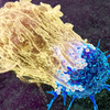 The role of diet and gut bacteria