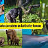 Article image for: 6 intelligent animals and birds on Earth after humans and where to spot them