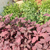 Amaranth leaves (chaulai / rajgira leaves)