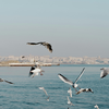 Endemic ecosystem of the sea