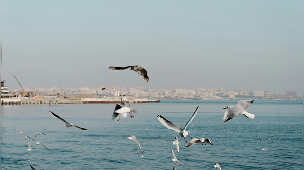 Endemic ecosystem of the sea