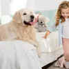 Loyal and protective family companion