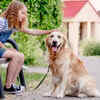 Article image for: Gentle and <i class="tbold">patient</i> temperament