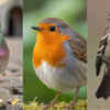 Article image for: 7 birds that use Earth's <i class="tbold">magnetic field</i> to travel the globe