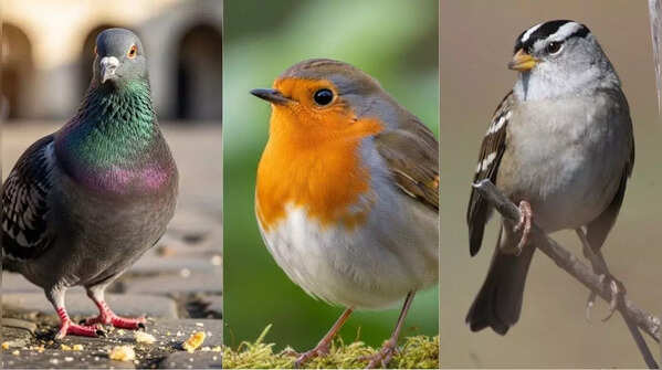 7 birds that use Earth's magnetic field to travel the globe