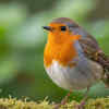 Article image for: European Robin
