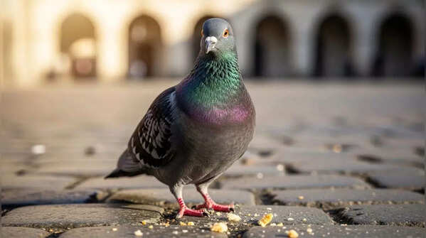 Racing Pigeon