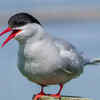 Arctic Tern