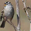 White-Crowned Sparrow