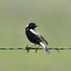 Bobolink