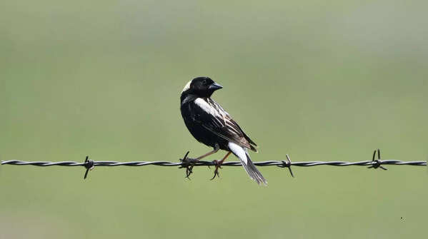 Bobolink