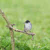 Blackcap