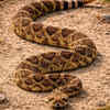 Rattlesnakes are among the largest venomous snakes in North America