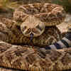 The famous rattle grows every time the snake sheds its skin