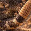 Rattlesnakes can vibrate their tails extremely fast