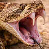 Their fangs fold like tiny hypodermic needles