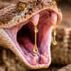 Rattlesnakes can control how much venom they inject
