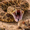 These snakes can strike faster than human reaction time
