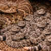 Many rattlesnakes hibernate together in large groups
