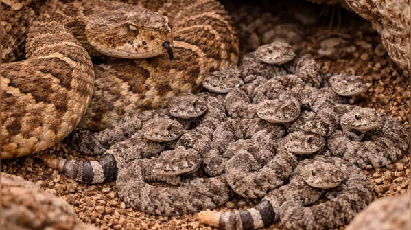 Many rattlesnakes hibernate together in large groups
