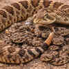 Rattlesnakes give birth to live young