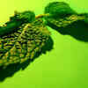 Article image for: <i class="tbold">mint</i> leaves