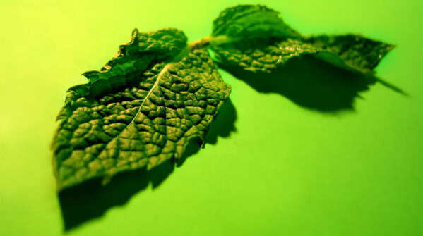 Mint leaves